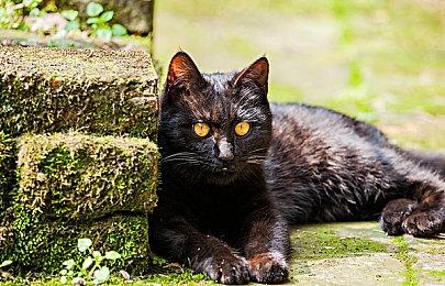 《索尼克：超级巨星》新视频展示嘉年华区域OST